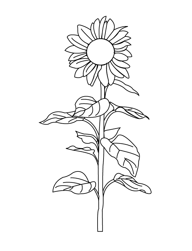 coloring pages sunflower