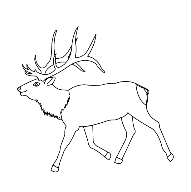 wapiti coloring pages - photo #31