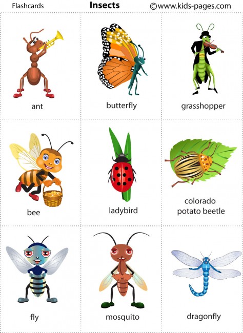 insects-flashcard