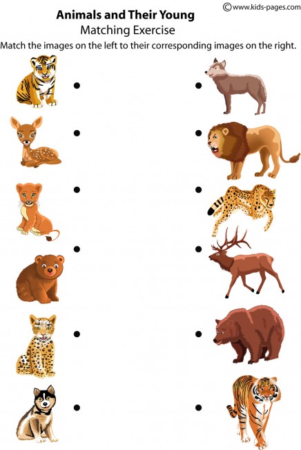 young results animals  their and animal image young worksheet worksheet search