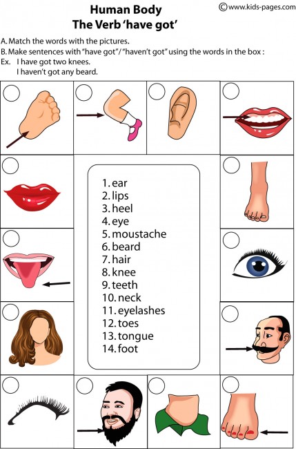 Body Parts Worksheet Pdf