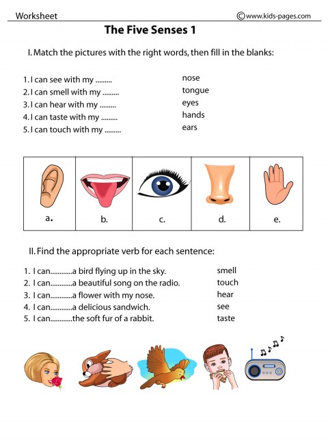 the-five-senses-1-worksheet