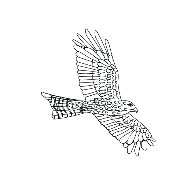 Bird12_coloring page