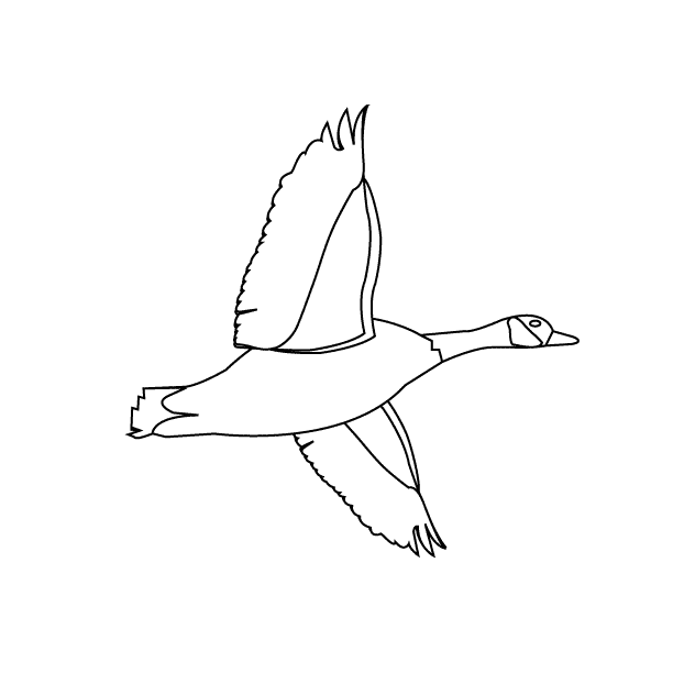 Bird13_coloring page