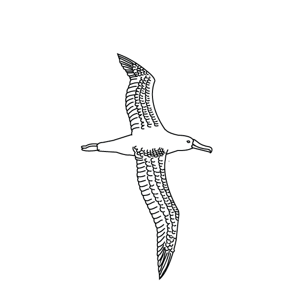 Bird14_coloring page