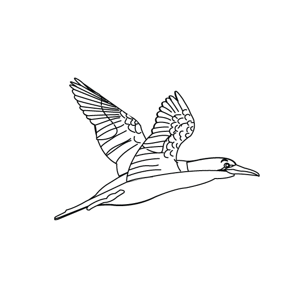 Bird15_coloring page