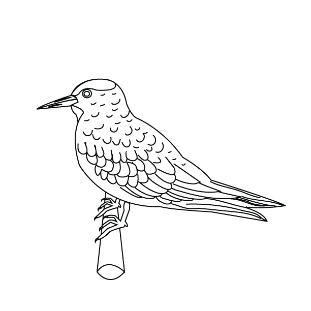 Bird4_coloring page