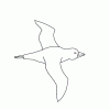 Bird5