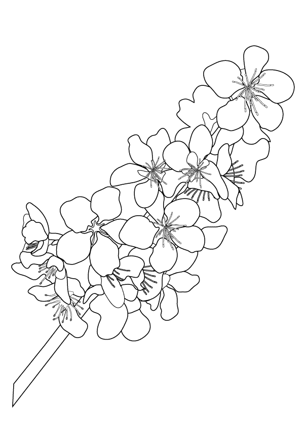 Apple Bloom_coloring page