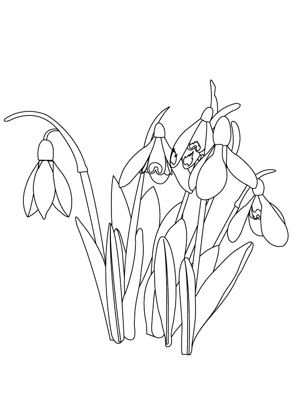 Snowdrops_coloring page