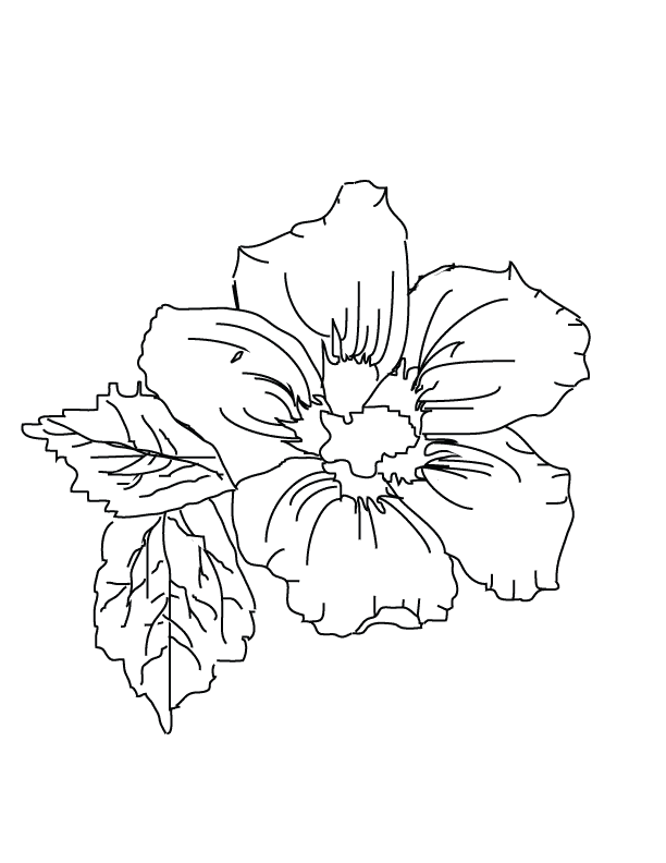 Flower_coloring page