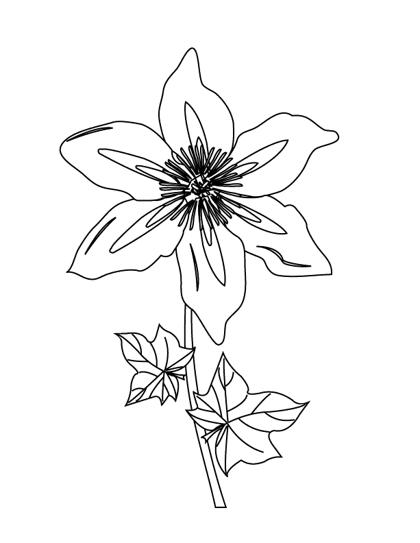 Flower2_coloring page