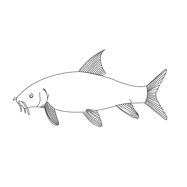 Barbel_coloring page