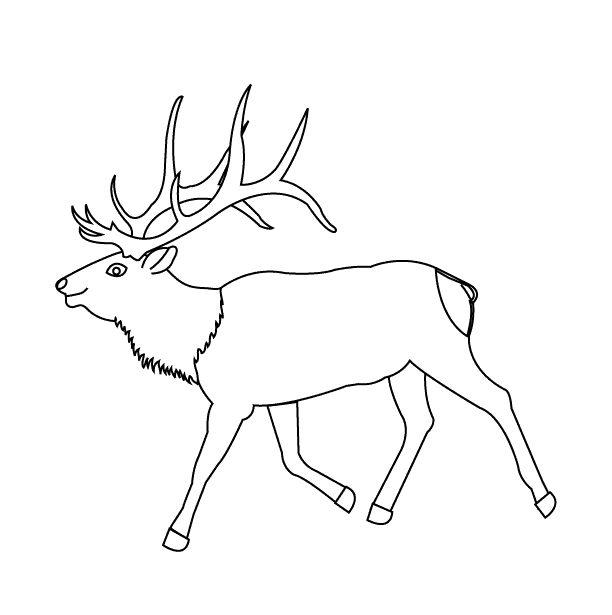 Elk_coloring page