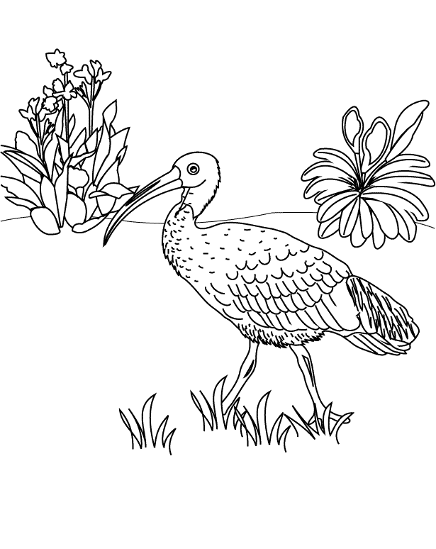 Ibis_coloring page