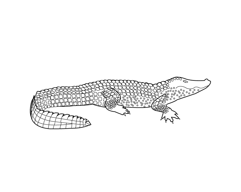 Alligator_coloring page