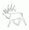 Elk