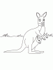 Kangaroo