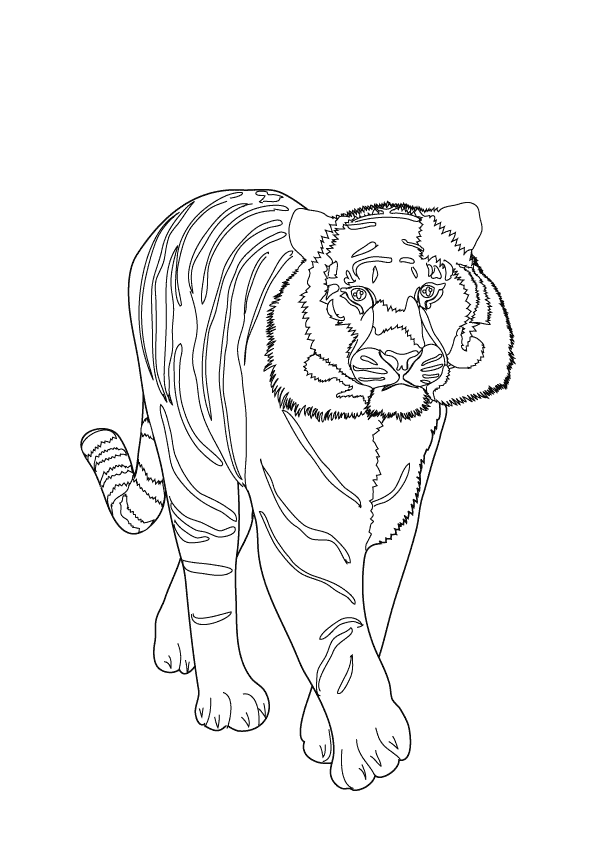 Tiger_coloring page