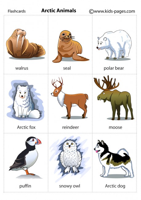 Arctic Animal Picture-Word Cards - PreKinders