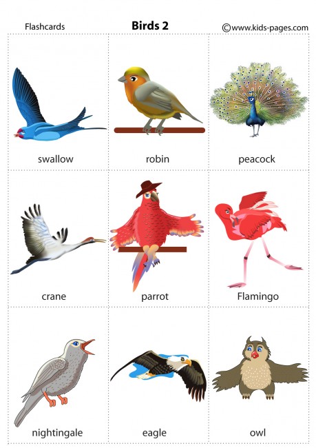 Birds flashcard