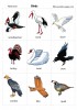 Birds flashcards