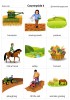 Countryside 3 flashcards