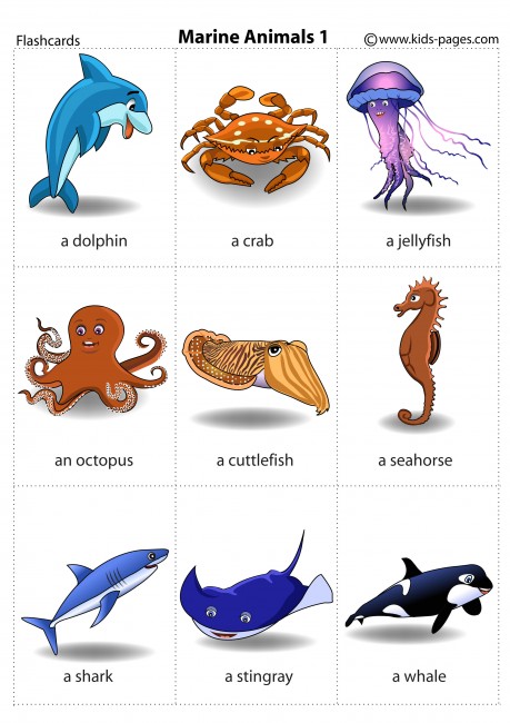 Sea Animals 1 flashcard