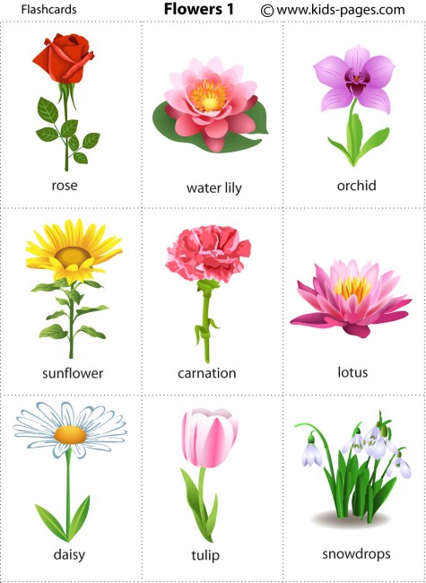 Flower Names And Pictures Pdf
