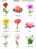 Flowers 1 flashcards