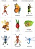 Insects flashcards