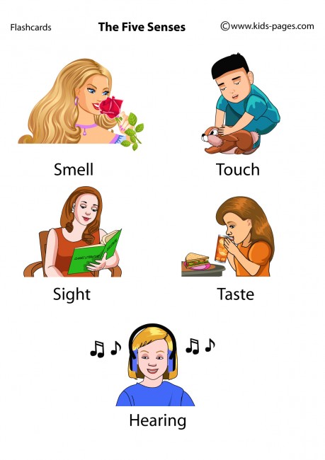 The Five Senses flashcard