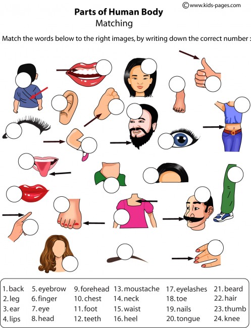 body parts matching worksheet