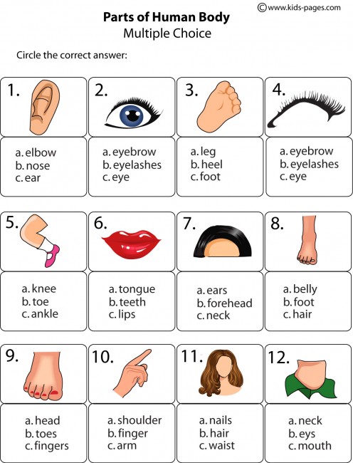 body parts multiple choice worksheet